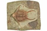 Ordovician Foulonia Trilobite - Fezouata Formation #233449-1